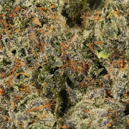 Premium Emergency Runtz Exotic Indoor THCA Flower: Tropical, Creamy, Relaxing Mood