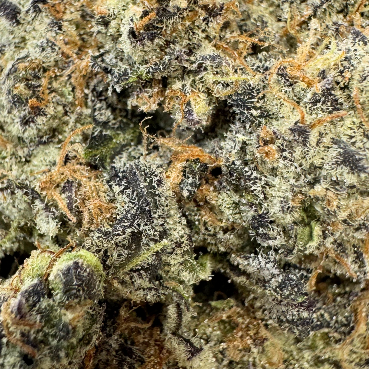 Gush Mintz Exotic Indoor THCA Flower - Premium Indica Relaxation Strain