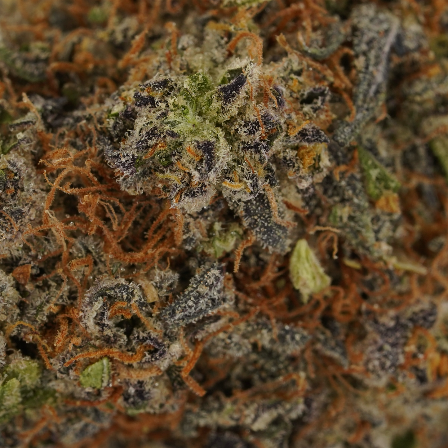 Premium Lemon Cherry Gelato Indoor THCA Flower - Potent Balanced Hybrid