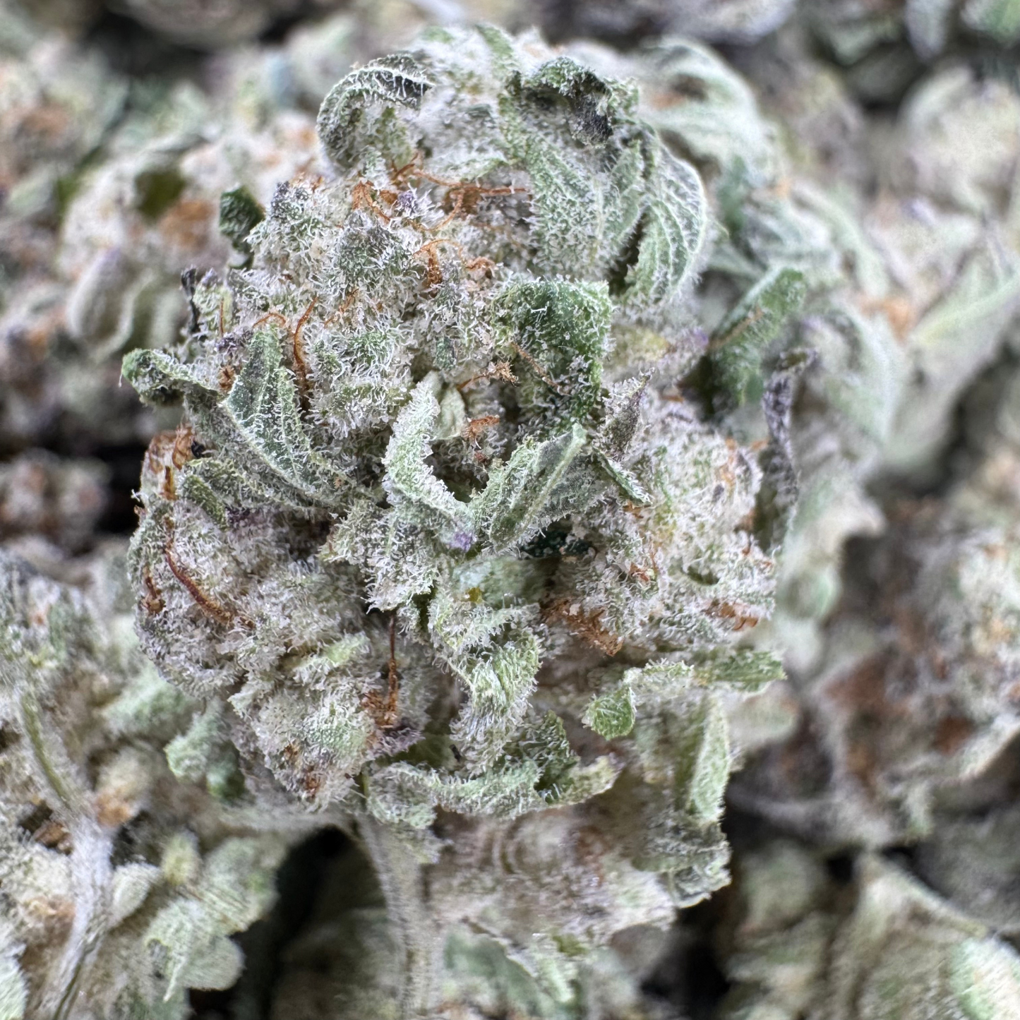 Exotic Indoor Purple Push Pops THCA Flower Smalls - Potent, Aromatic, Premium Quality